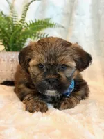 Oakley, a male Shorkie for sale in Hawarden, IA – 7 of 10