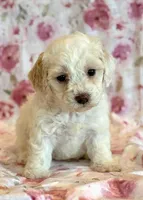 Pearl, a female Cockapoo for sale in Hawarden, IA – Photo 1 of 10