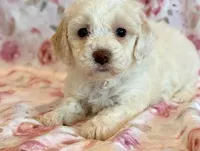 Pearl, a female Cockapoo for sale in Hawarden, IA – Photo 5 of 10