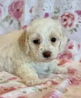 Pearl, a female Cockapoo for sale in Hawarden, IA – Photo 2 of 10