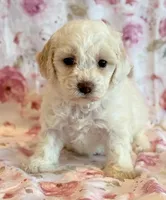 Pearl, a female Cockapoo for sale in Hawarden, IA – Photo 8 of 10