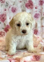 Pearl, a female Cockapoo for sale in Hawarden, IA – Photo 10 of 10