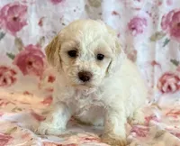 Pearl, a female Cockapoo for sale in Hawarden, IA – Photo 6 of 10