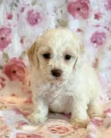 Pearl, a female Cockapoo for sale in Hawarden, IA – Photo 9 of 10
