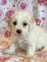 Pearl, a female Cockapoo for sale in Hawarden, IA – Photo 7 of 10