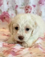 Pearl, a female Cockapoo for sale in Hawarden, IA – Photo 4 of 10