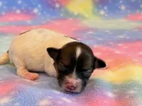Nemo, a male Maltipoo for sale in Hawarden, IA – 4 of 9
