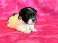 Bristol, a female Mal Shi for sale in Hawarden, IA – Photo 8 of 8