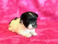 Bristol, a female Mal Shi for sale in Hawarden, IA – Photo 1 of 8