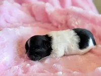 Bristol, a female Mal Shi for sale in Hawarden, IA – Photo 4 of 6