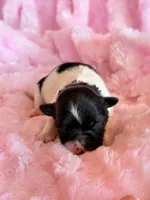 Bristol, a female Mal Shi for sale in Hawarden, IA – Photo 6 of 6