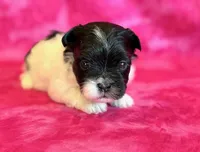 Bristol, a female Mal Shi for sale in Hawarden, IA – Photo 3 of 8