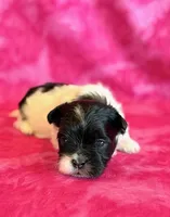 Bristol, a female Mal Shi for sale in Hawarden, IA – Photo 6 of 8