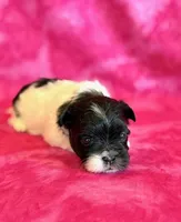 Bristol, a female Mal Shi for sale in Hawarden, IA – Photo 7 of 8