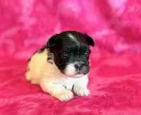 Bristol, a female Mal Shi for sale in Hawarden, IA – Photo 2 of 8