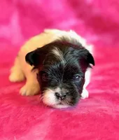 Bristol, a female Mal Shi for sale in Hawarden, IA – Photo 4 of 8