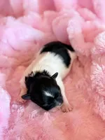 Bristol, a female Mal Shi for sale in Hawarden, IA – Photo 3 of 6