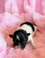 Bristol, a female Mal Shi for sale in Hawarden, IA – Photo 2 of 6