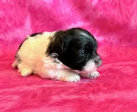 Bristol, a female Mal Shi for sale in Hawarden, IA – Photo 5 of 8