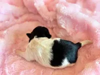 Bristol, a female Mal Shi for sale in Hawarden, IA – Photo 5 of 6