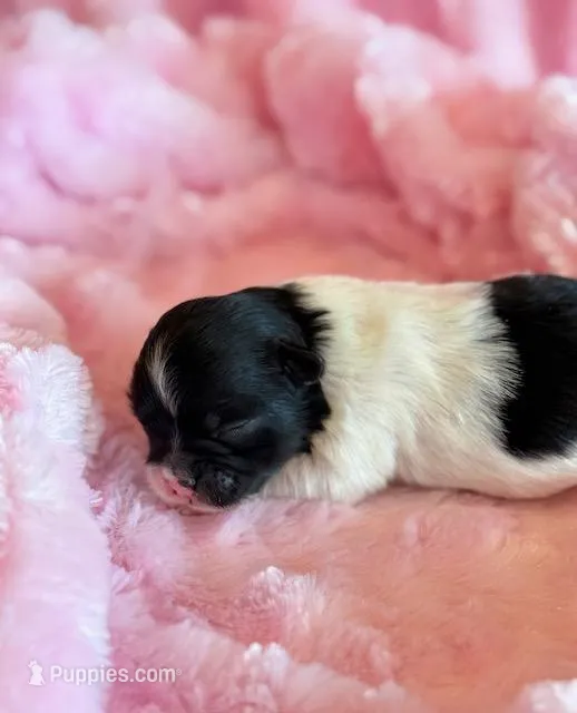 Bristol – Mal Shi puppy for sale in Hawarden, IA