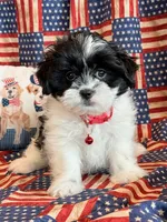 Baylor, a male Mal Shi for sale in Hawarden, IA – 5 of 9