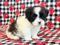 Herbie, a male Mal Shi for sale in Hawarden, IA – 4 of 7