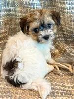 Nemo, a male Maltipoo for sale in Hawarden, IA – 4 of 10