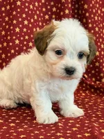 Diego, a male Shihpoo for sale in Hawarden, IA – 8 of 10