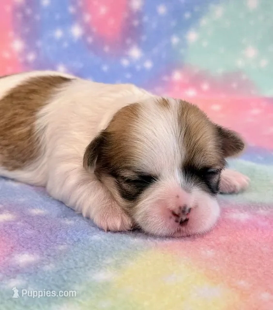 Stella – Mal Shi puppy for sale in Hawarden, IA