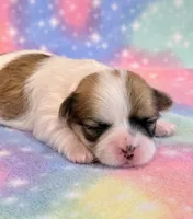 Stella, a female Mal Shi for sale in Hawarden, IA – 1 of 8