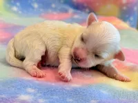 Nugget, a male Maltipoo for sale in Hawarden, IA – 4 of 5
