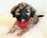 Spencer, a male Shihpoo for sale in Hawarden, IA – 9 of 10