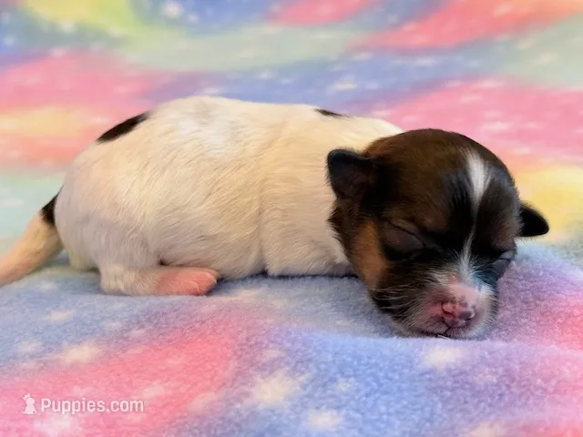 Nemo – Maltipoo puppy for sale in Hawarden, IA