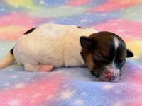 Nemo, a male Maltipoo for sale in Hawarden, IA – 1 of 9