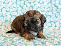 Scoobie, a male Shihpoo for sale in Hawarden, IA – Photo 9 of 9