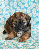 Scoobie, a male Shihpoo for sale in Hawarden, IA – Photo 1 of 9
