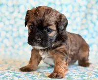 Scoobie, a male Shihpoo for sale in Hawarden, IA – Photo 3 of 9