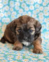 Scoobie, a male Shihpoo for sale in Hawarden, IA – Photo 6 of 9