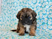 Scoobie, a male Shihpoo for sale in Hawarden, IA – Photo 4 of 9