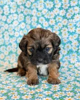 Scoobie, a male Shihpoo for sale in Hawarden, IA – Photo 5 of 9