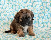 Scoobie, a male Shihpoo for sale in Hawarden, IA – Photo 2 of 9