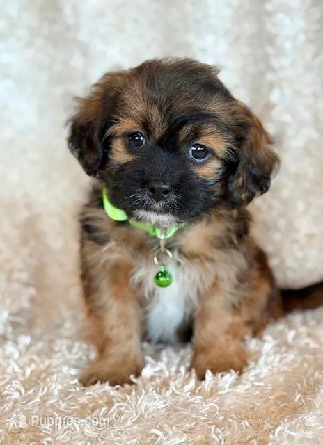 Scoobie – Shihpoo puppy for sale in Hawarden, IA