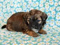 Scoobie, a male Shihpoo for sale in Hawarden, IA – Photo 7 of 9