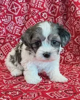 Domino, a male Shihpoo for sale in Hawarden, IA – 6 of 10