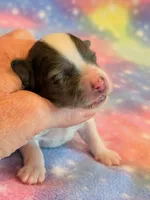 Newton, a male Maltipoo for sale in Hawarden, IA – 4 of 6