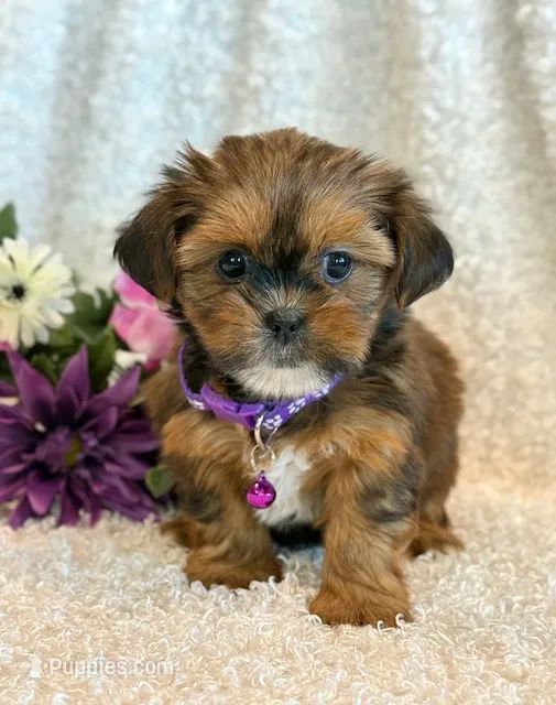 Nuka – Shorkie puppy for sale in Hawarden, IA