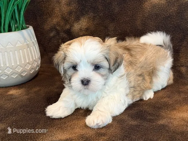 Peanut – Mal Shi puppy for sale in Hawarden, IA