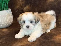 Peanut, a male Mal Shi for sale in Hawarden, IA – 1 of 10