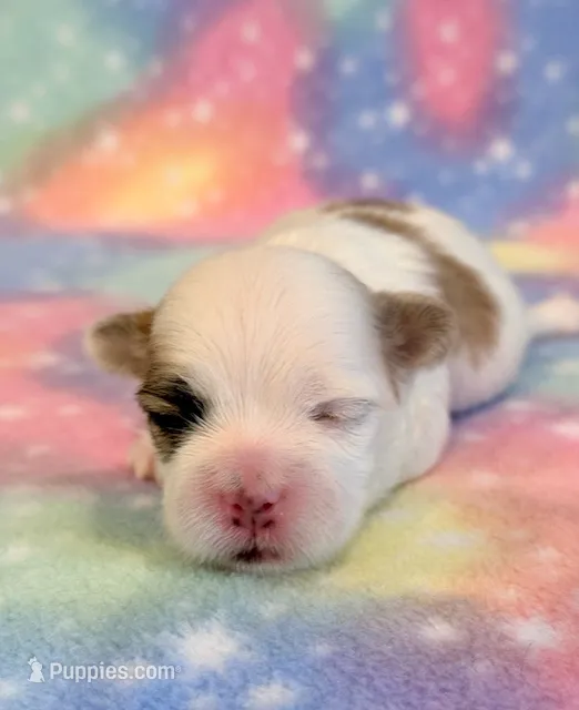 Shiloh – Mal Shi puppy for sale in Hawarden, IA